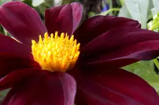 SDC13942.webp
