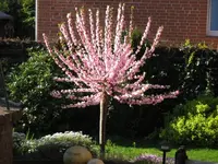 Mandelbaum im Frühling.webp