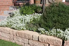 Steinkraut an Terrasse.webp