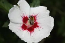 Biene an Hibiskusblüte.webp