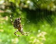 PSpinne_3_Web.webp