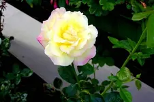 Gelbe_Rose.webp