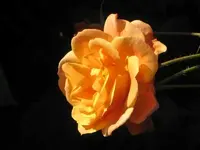35136.webp