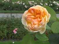 CIMG3467.webp