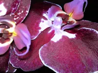 Bild 019.webp