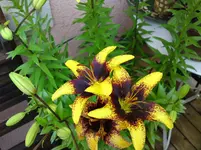 Bild 177.webp