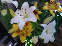 Bild 193.webp