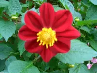 CIMG5510.webp