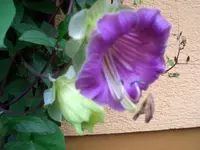 CIMG5506.webp