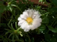 CIMG5428.webp