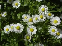 Gaensebluemchen (22) v.webp