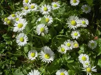 Gaensebluemchen (23) v.webp
