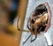 spinne loch 2_1.webp