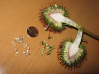 Echinaceasamen_2432.webp