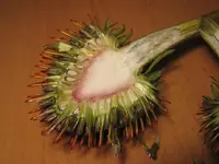 Echinaceasame_aufgeschnitten_2436.webp