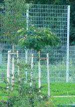 IMG_7309.webp