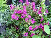 wieheisseich.webp