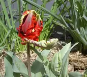 September 2010 398 v.webp