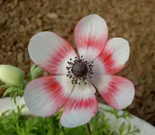 September 2010 390 v.webp