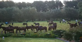 morgens früh auf der Koppel1.webp
