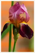 HG_Iris_2009-05-16_005.webp
