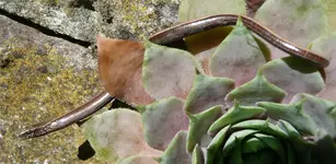 Blindschleicheklein.webp