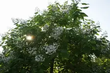 DSC03889.webp