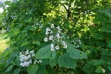 DSC03890(1).webp