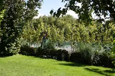 Netze entfernen.webp