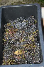 Traurige Auslese.webp