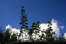 Rosenhimmel.webp