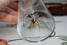 Hausspinne.webp