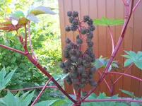 Rhizinus.webp