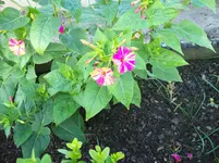 Wunderblume.webp