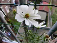 balkon_wohnung_september 008.webp