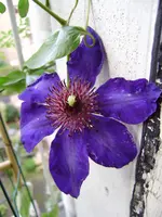 balkon_wohnung_september 035.webp