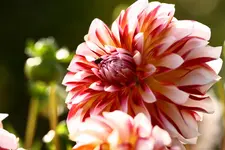 IMG_7347.webp