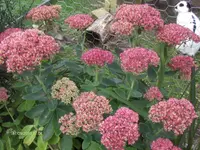 HPIM5423.webp