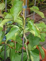 DSC00905.webp