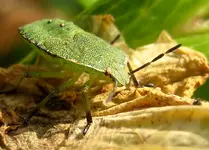 wanze grün larve_1.webp