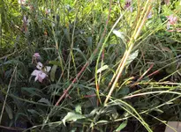 DSC00427 - 2010-09-18 - unbek. staude.webp