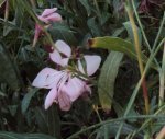 DSC00428 - 2010-09-18- blüte unbek. staude.JPG