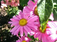 DSCF4106.webp