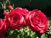 DSCF4108.webp