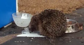 DSC00431 - 2010-09-18- igel um 13 uhr sahnetöpfchen.webp
