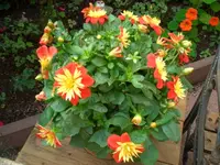 CIMG5541.webp