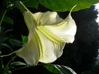 CIMG5547.webp