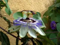CIMG5539.webp