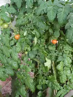 SAM_0053.webp