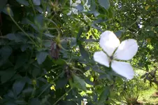 Garten Sept. 2010 2 001.webp